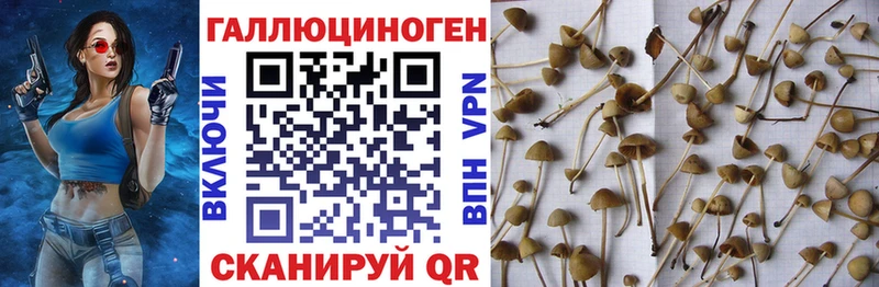 Псилоцибиновые грибы Psilocybine cubensis  Нижние Серги 